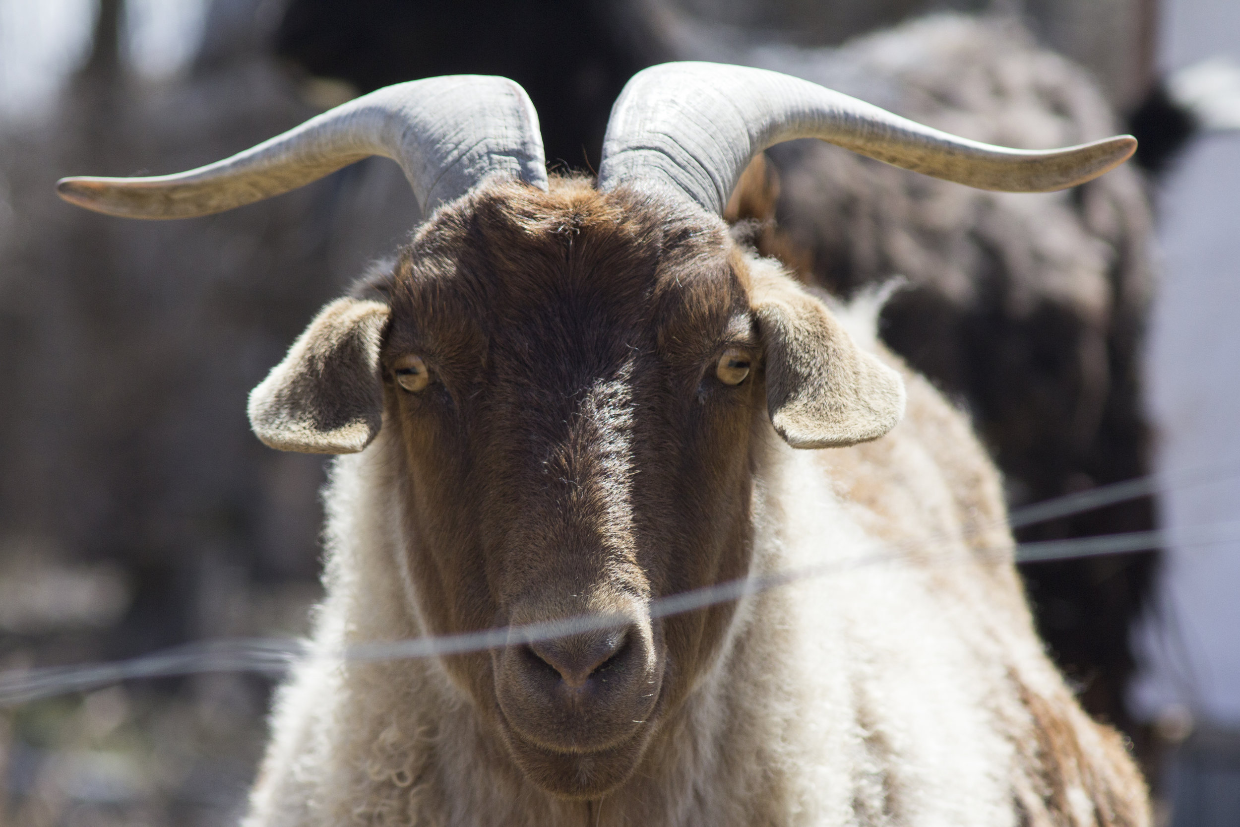 Visiting a working ranch for the first time